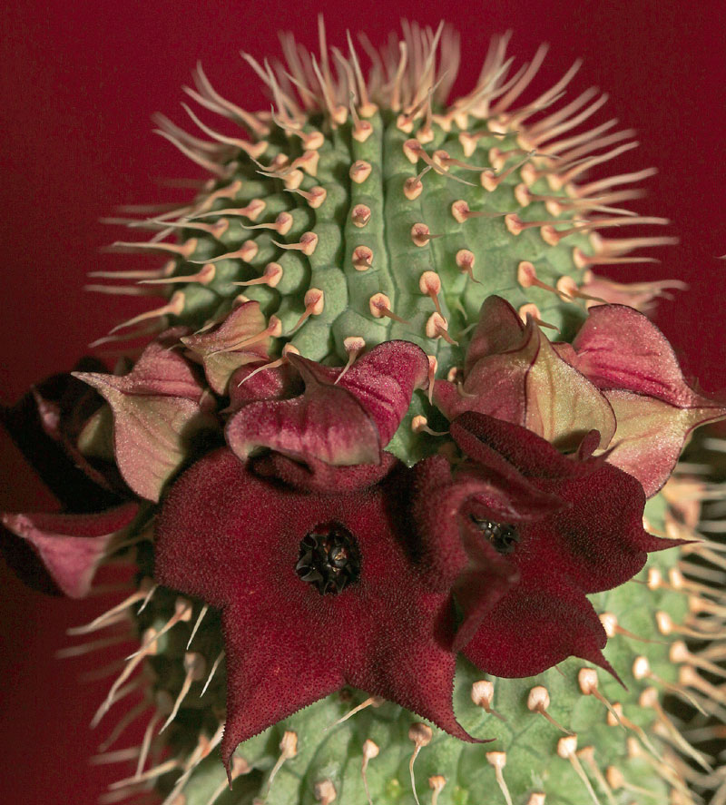 Hoodia dregei